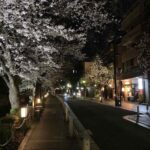 京都 木屋町 夜桜